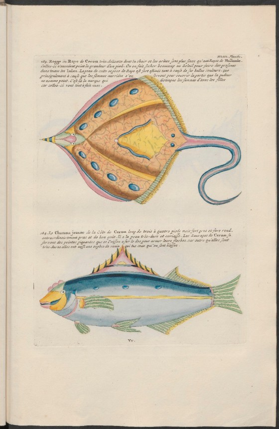 FISH  Samuel Fallours 5