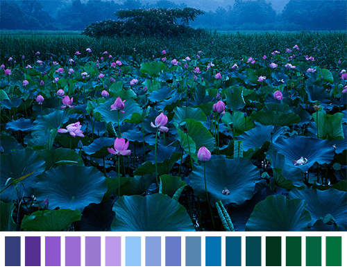 flower lotus colour scheme