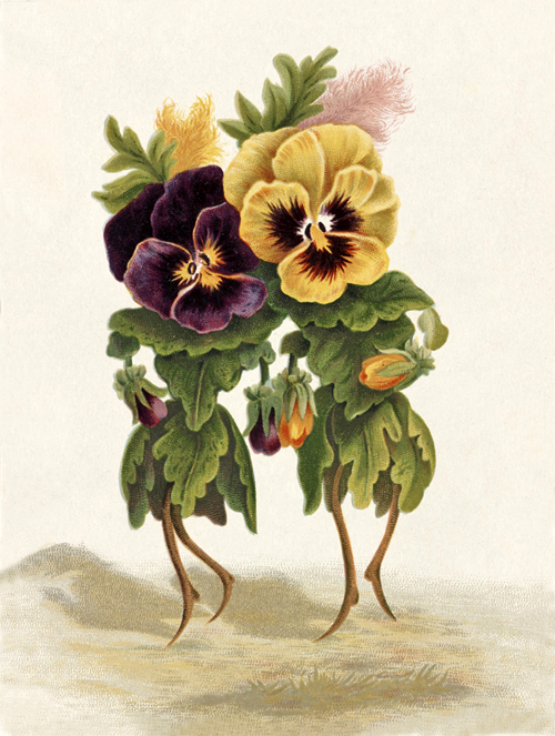 flowers pansies