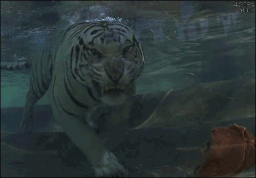 tiger swim meat GIF