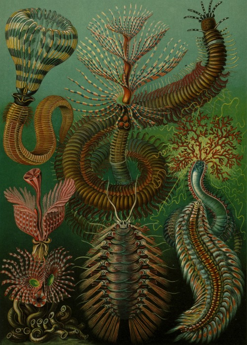 haeckel 500