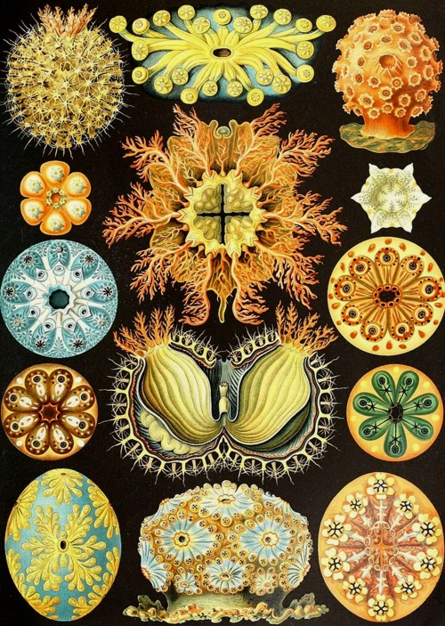 haeckel 501d
