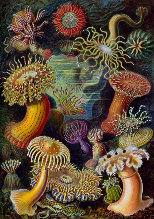 haeckel 502
