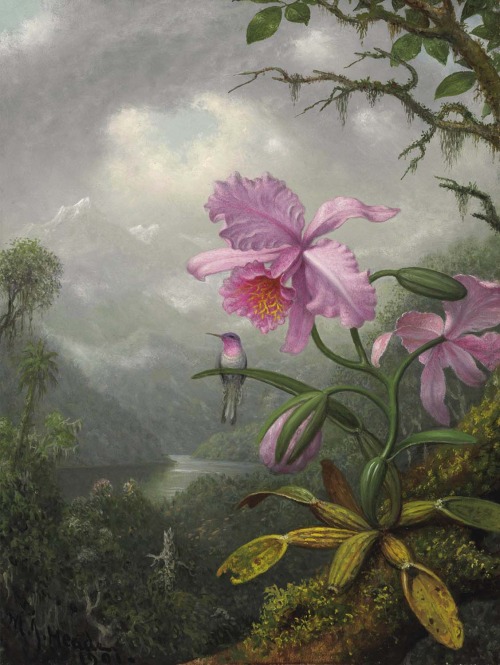 martin johnson heade 434