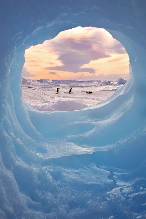 penguin antarctica