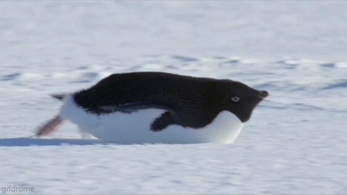 penguin slide GIF