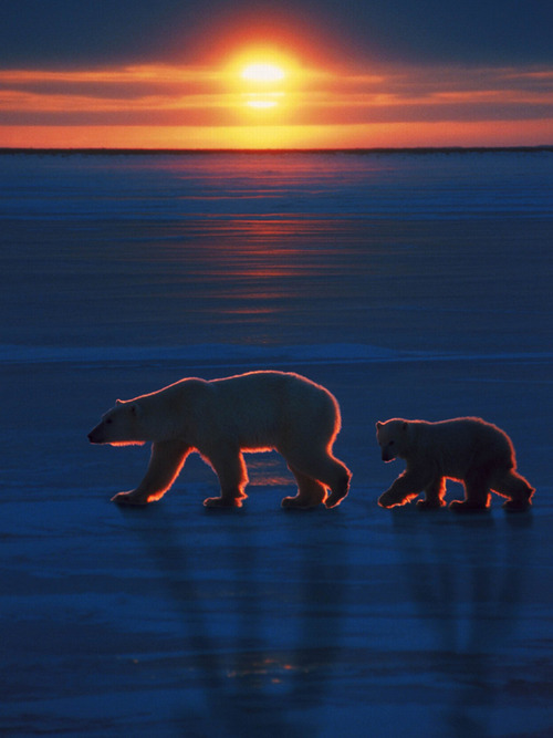 POLAR BEAR 777