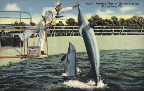 sailor dolphin