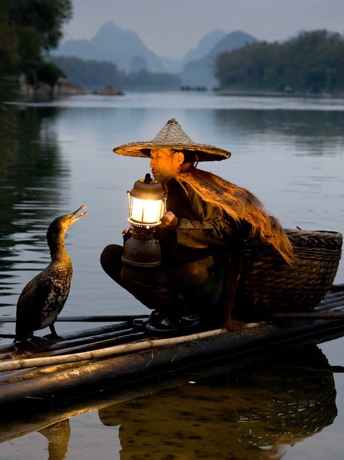 china cormorant