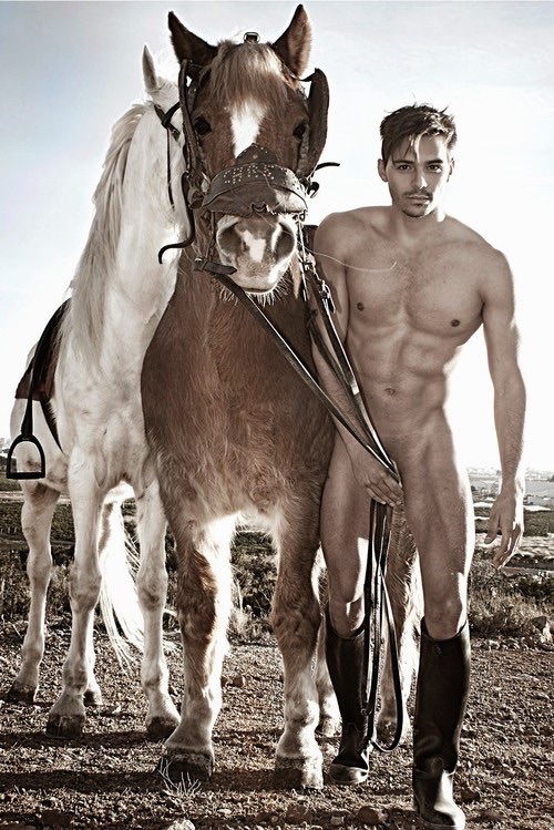 cowboy horses 12