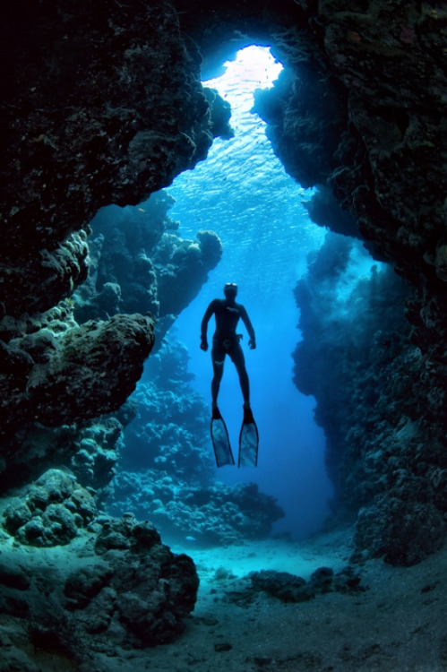 diver in the red sea