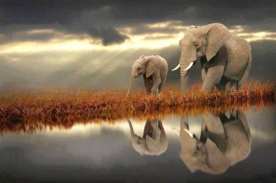 elephant reflection