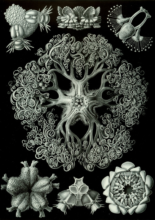 haeckel 7501