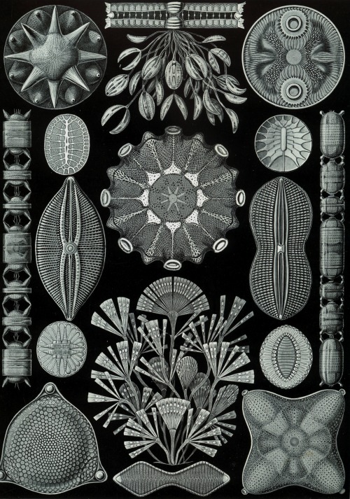 haeckel 7502