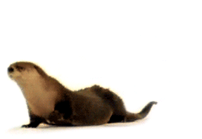 otter slide GIF