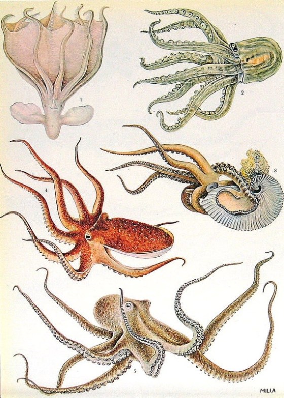 cephalods