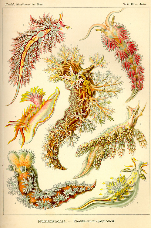 ernst haeckel