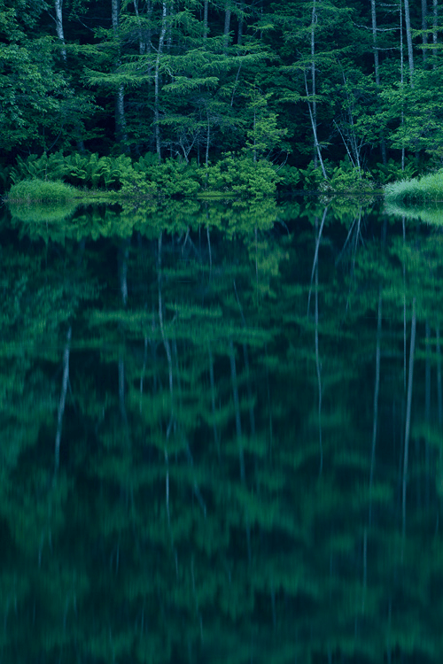 forest reflection