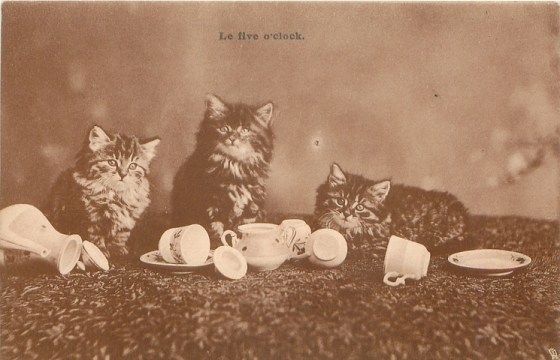 kittens le 5 o'clock