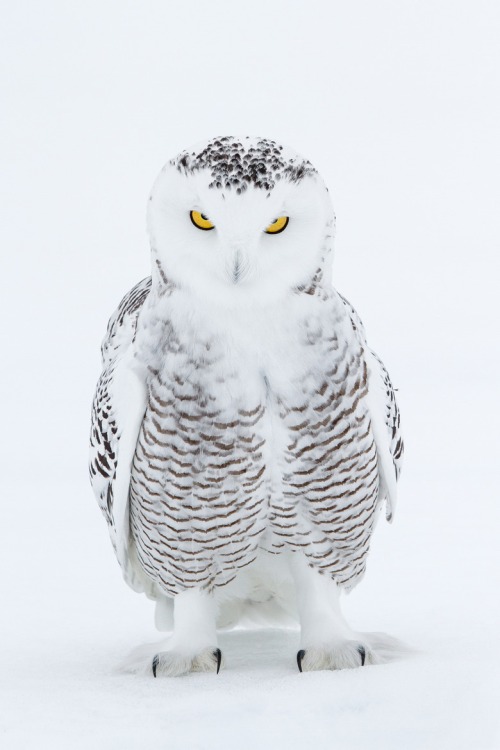 owl snowy