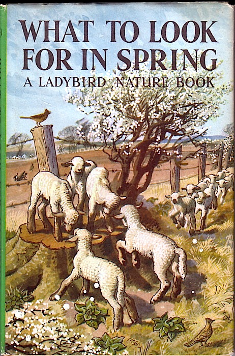 spring lambs ladybird