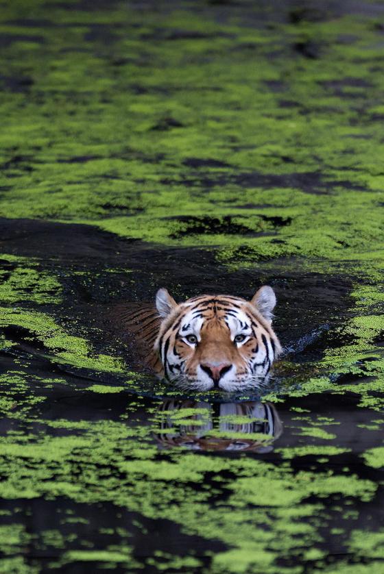 tiger swimming
