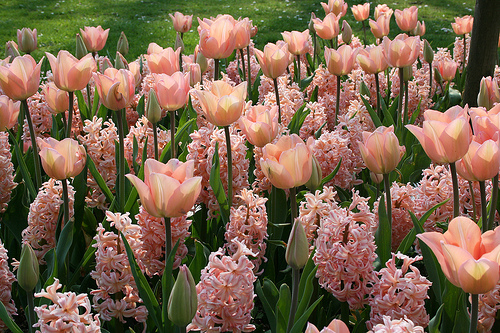 tulips 6500