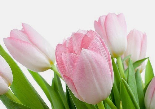 tulips pink 8