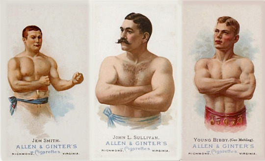 boxer cards 541