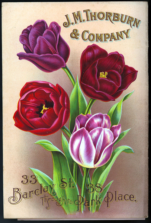 tulips catalog