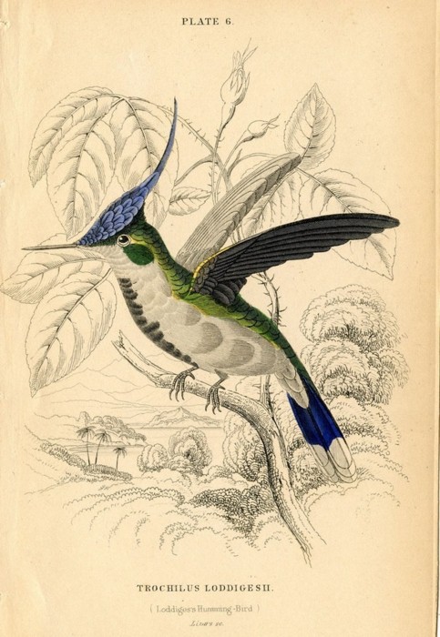 loddiges humming bird