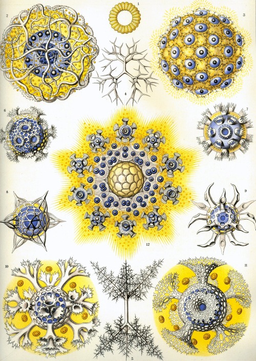 Haeckel 505