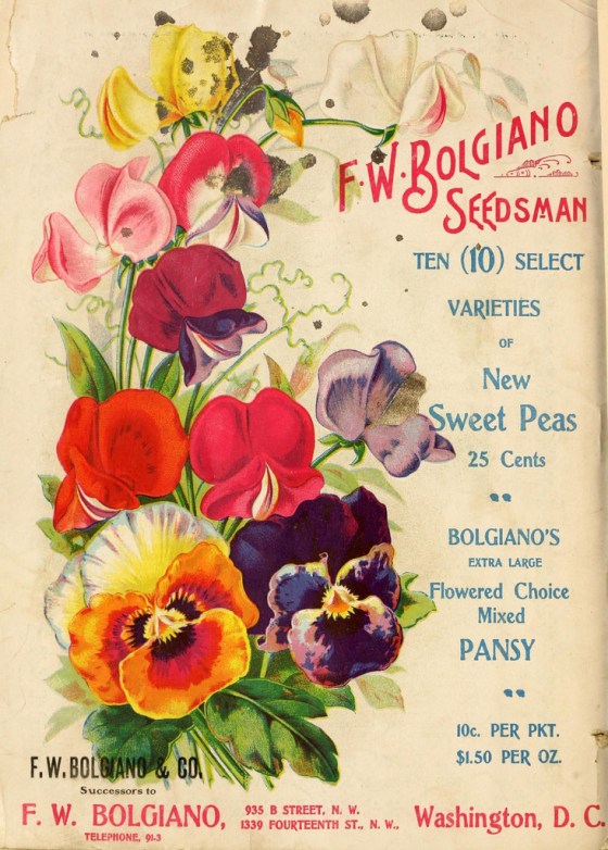 pansy and sweet peas