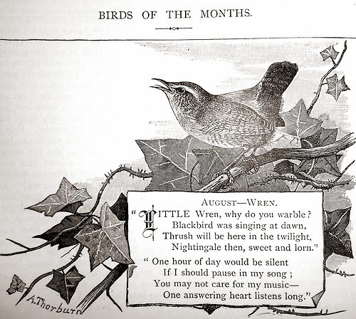 birdsof the month501