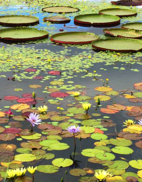 lily pads
