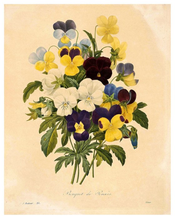 pansies