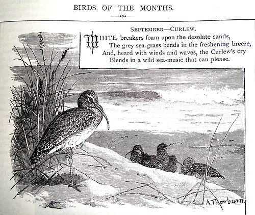 birdsof the month500