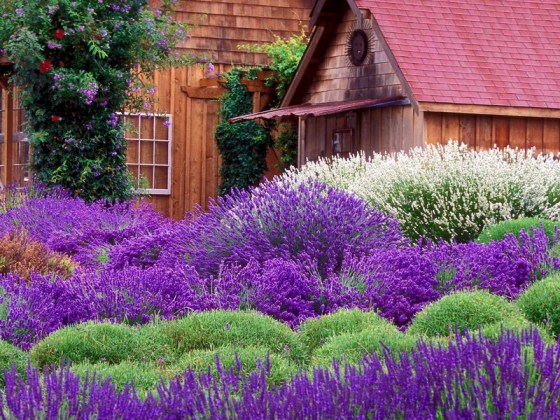 flowers lavender