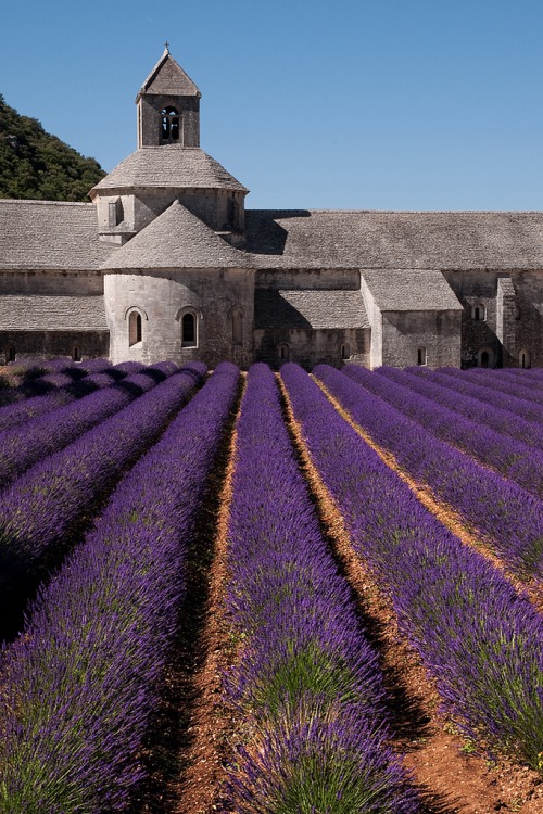 lavender france 12