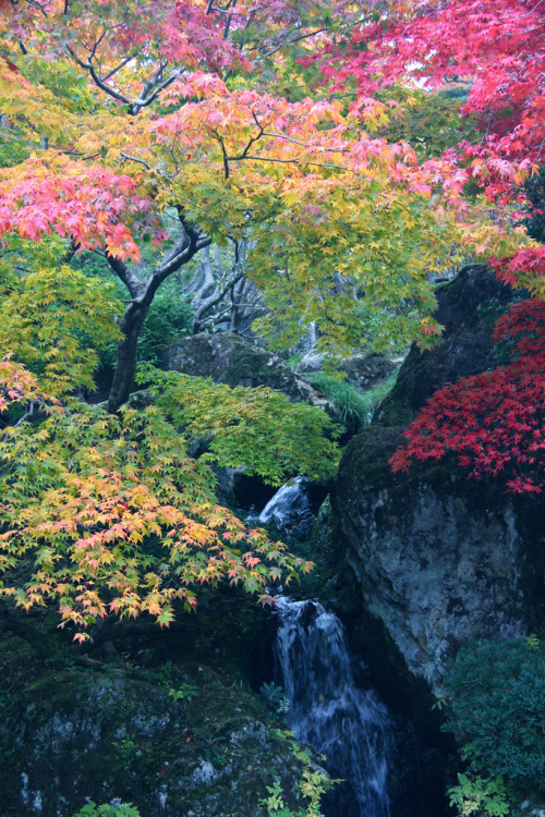 autumn colour japanese maple