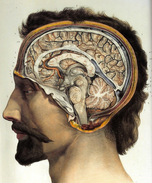 anatomy brain