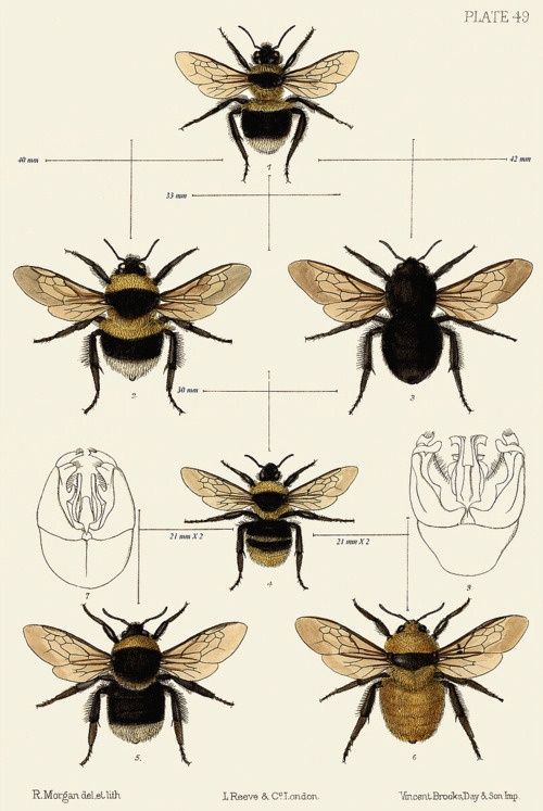 bees324