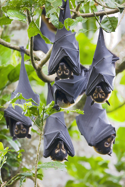 in their daytime roost (camp) in the Tolga Scrub near Atherton, Queensland, endangered species (vulnerable)