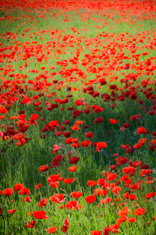 Poppy field in Ile de Re by jack metthey