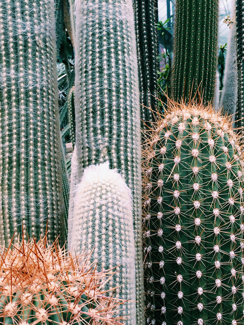 cacti