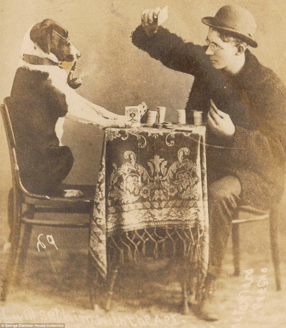 man dog poker