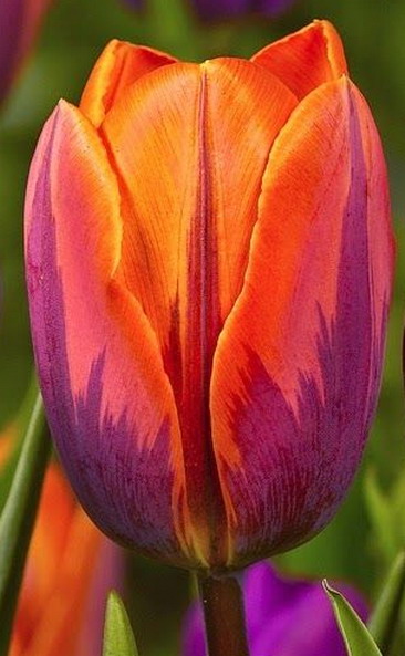 tulip 7500