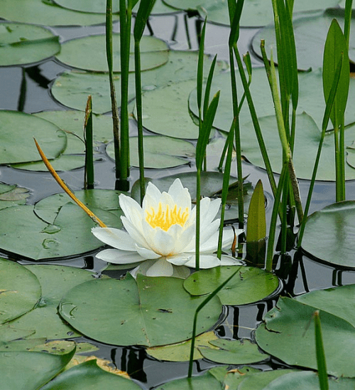 water lilies 33
