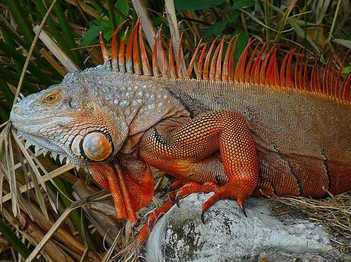 IGUANA13