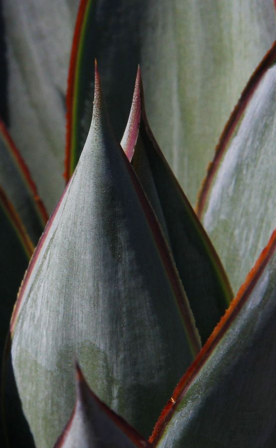 agave 7